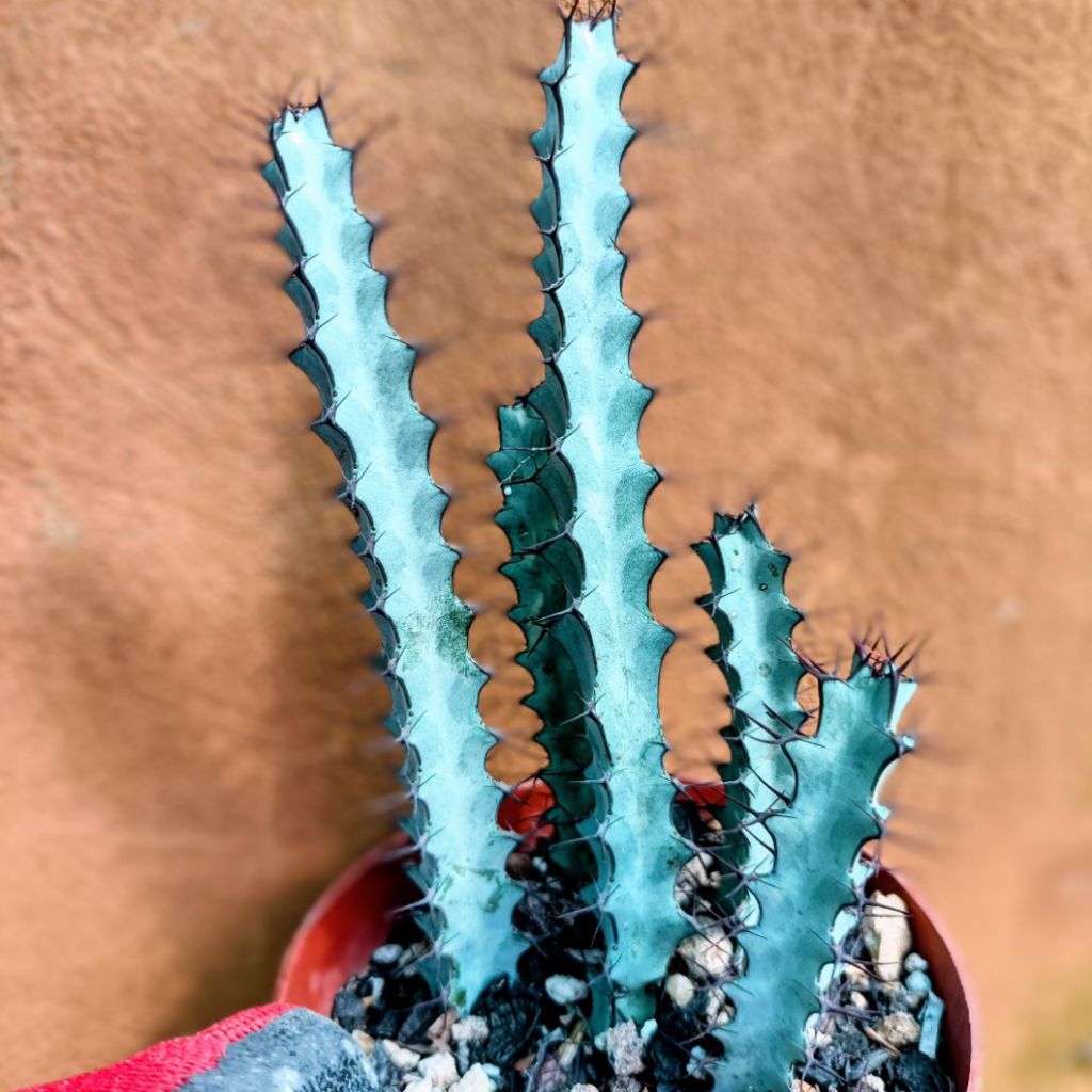 xương rồng euphorbia xanh phấn