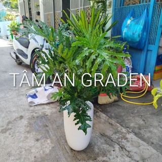 Chậu Cây Trầu Bà Thanh Xuân ( ảnh thật) 1.2 đến 1.3m