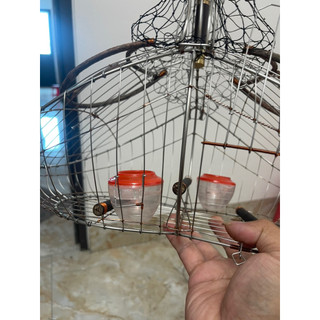 Cài cóng lồng bẫy chào mào ( choè than)