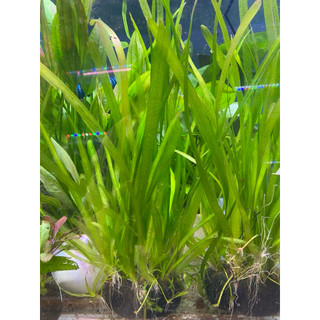 Cây thủy sinh Hẹ nước thẳng