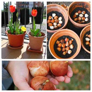  Green Garden -- combo 5 Củ hoa tulip hà lan ! o.Ô >< . 