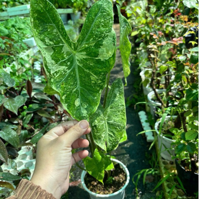 Chậu kiểng lá longi var size lớn (Alocasia Longiloba Var)