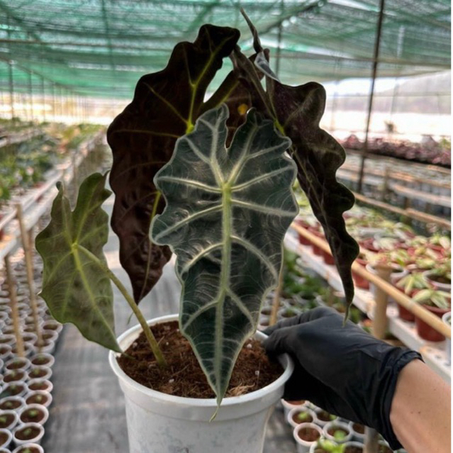 Cây môn quan âm (Alocasia Polly) (cây size nhỏ)