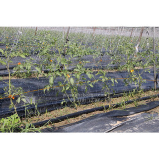 Ống tưới phun mưa phi 21mm thương hiệu BIMI AGRI - cuộn 100 mét