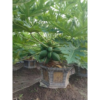 Cây 🌲 Đu đủ Thái lùn đỏ đặt ruột