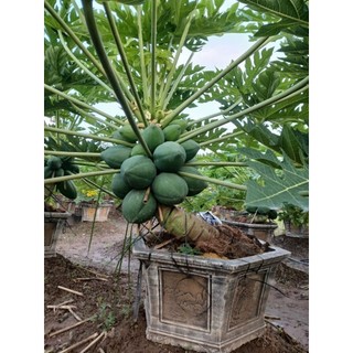 Cây 🌲 Đu đủ Thái lùn đỏ đặt ruột