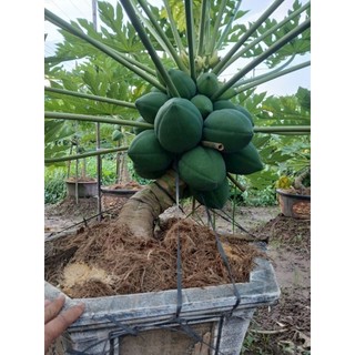 Cây 🌲 Đu đủ Thái lùn đỏ đặt ruột