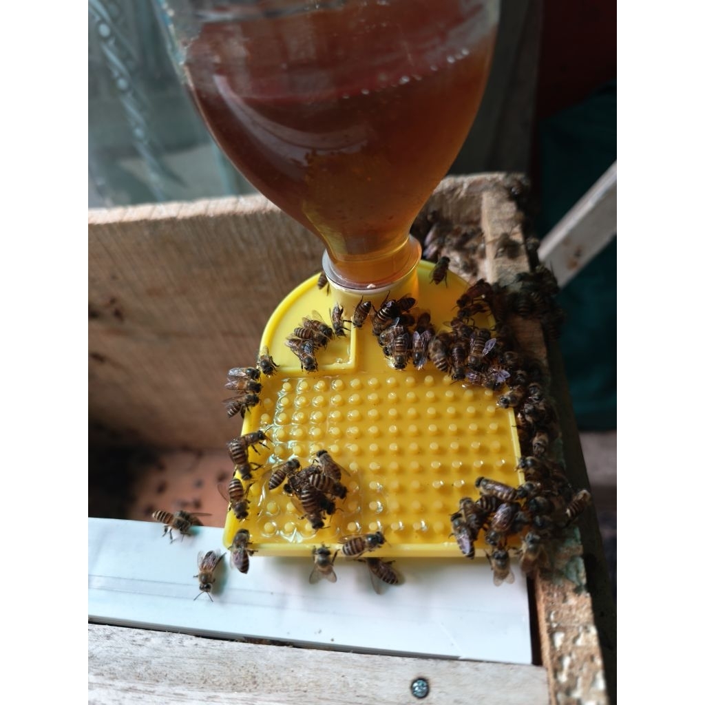 Máng mỏ vịt cho ong uống nước tránh ướt cánh