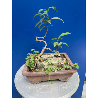 cây sanh, si búp đỏ mini bonsai
