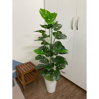 Cây trầu bà monstera/ Cây lá rùa 1M2