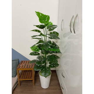 Cây trầu bà monstera/ Cây lá rùa 1M2