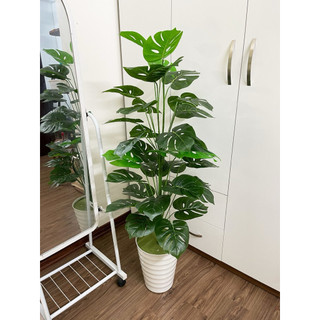 Cây trầu bà monstera/ Cây lá rùa 1M2