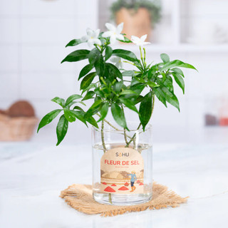 Hoa Muối Sahu