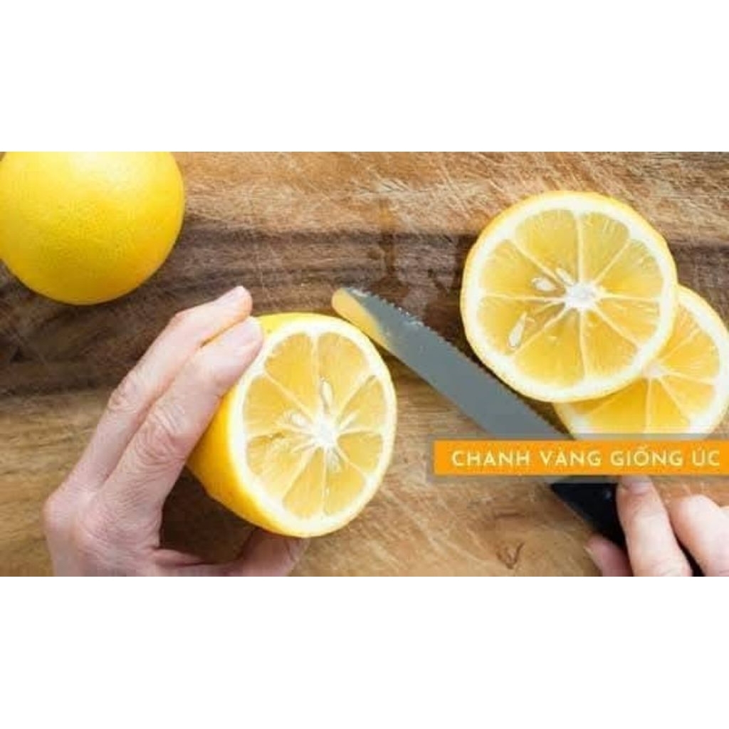 Cây giống chanh Úc ( chanh nước hoa)