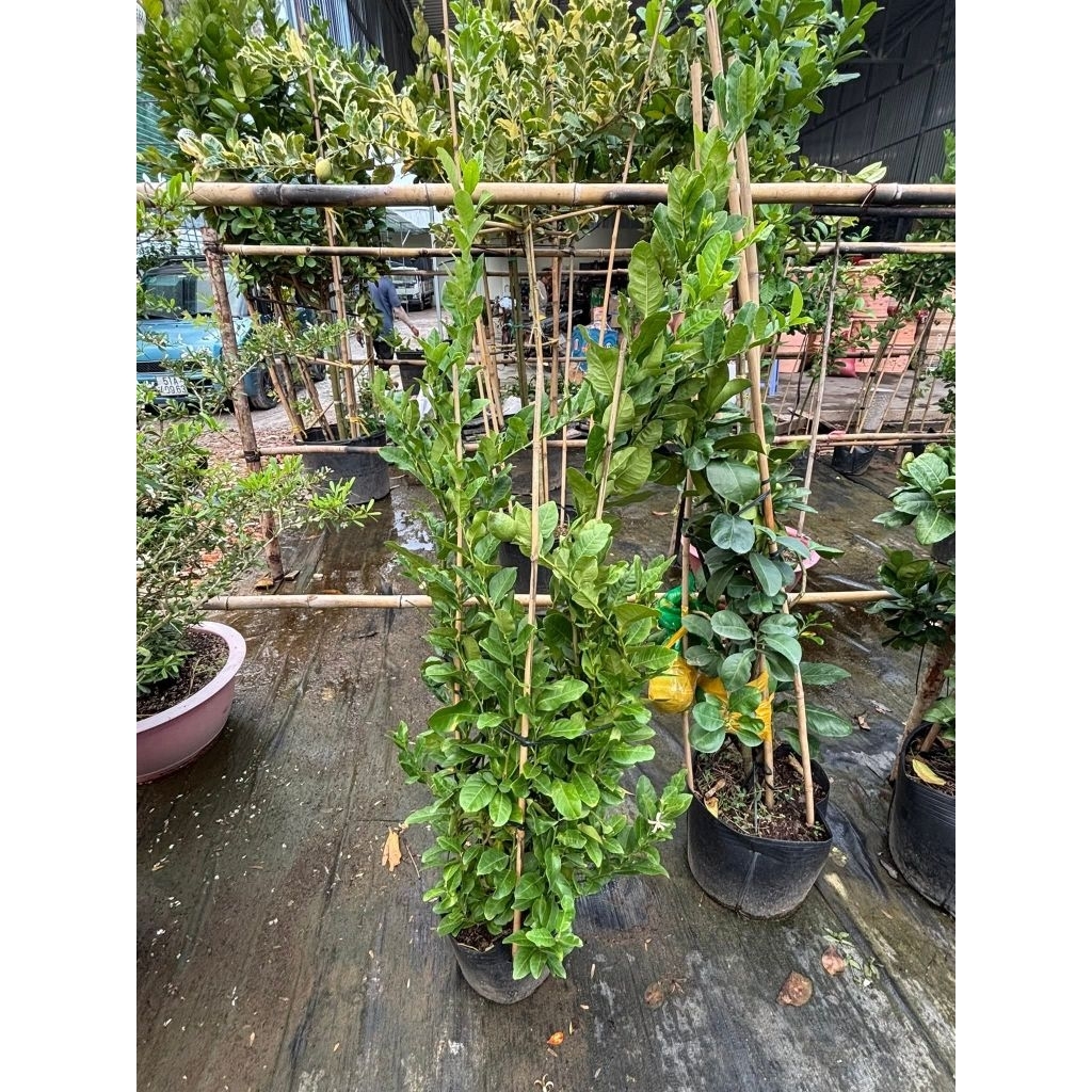 Cây 🌲 Chanh 🍋  vàng ( giống úc ) đang trái