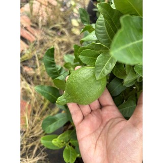 Cây 🌲 Chanh 🍋  vàng ( giống úc ) đang trái
