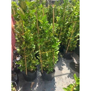 Cây 🌲 Chanh 🍋  vàng ( giống úc ) đang trái