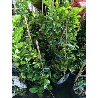 Cây 🌲 Chanh 🍋  vàng ( giống úc ) đang trái