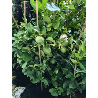 Cây 🌲 Chanh 🍋  vàng ( giống úc ) đang trái