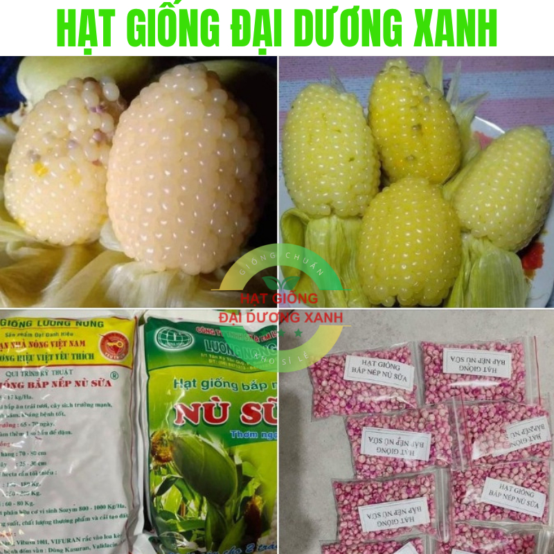 Hạt giống bắp nù sữa ngô nếp nù sữa hạt giống bắp nếp thơm ngọt mềm dẻo( tặng kèm phân bón)