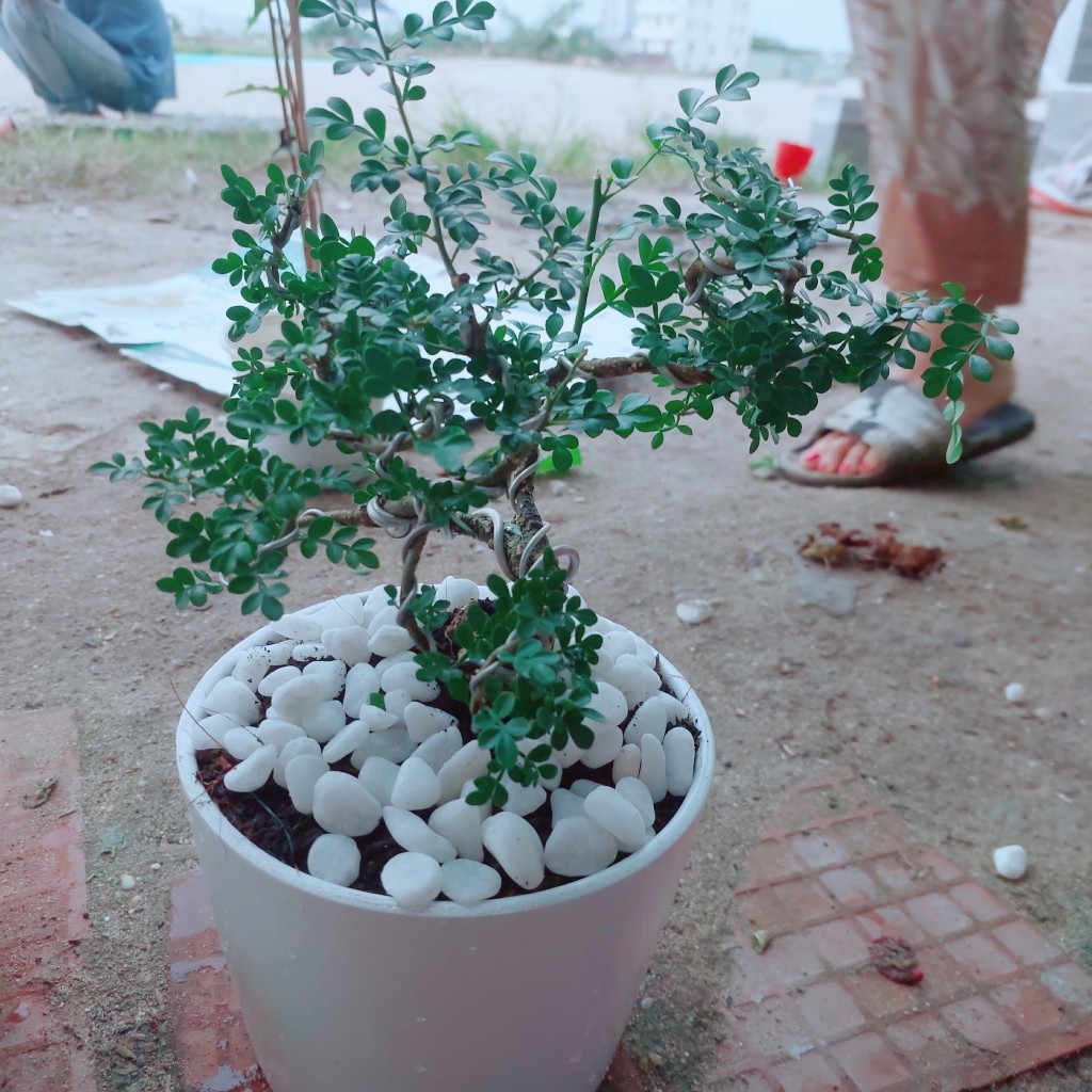 Chậu Cây Cần Thăng