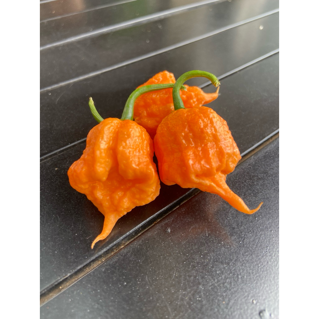 Combo 2 cây giống ớt carolina reaper cam