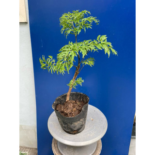 cây đinh lăng giống đã thuần chậu