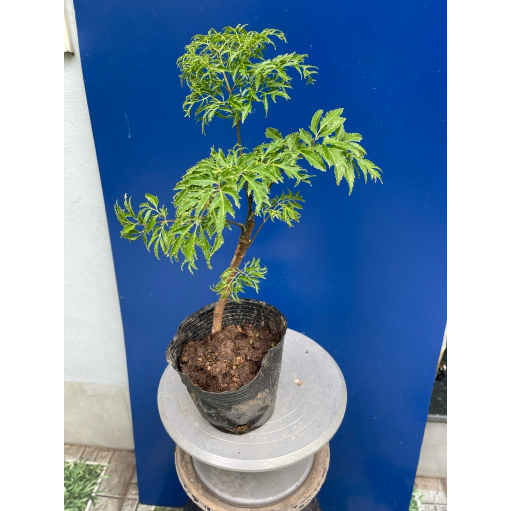 cây đinh lăng giống đã thuần chậu