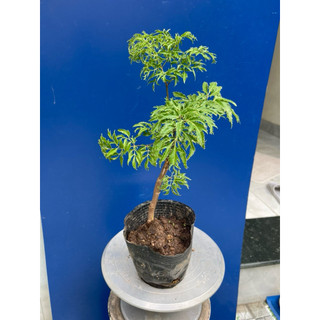 cây đinh lăng giống đã thuần chậu