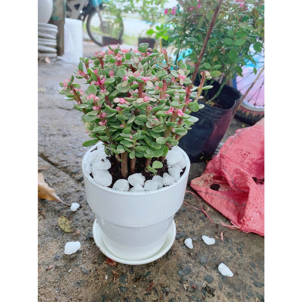 Chậu Đô La Hồng Để Bàn 25cm