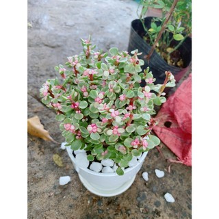 Chậu Đô La Hồng Để Bàn 25cm