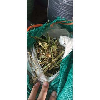 Tầm bóp khô ( cây thù lù) 1 kg hỗ trợ thanh nhiệt giải độc gan
