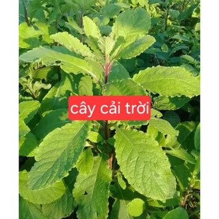 1 Kg Cây cải trời khô hỗ trợ bướu cổ
