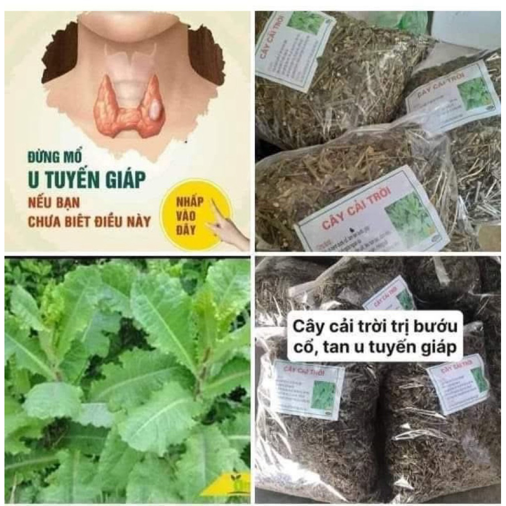 1 Kg Cây cải trời khô hỗ trợ bướu cổ