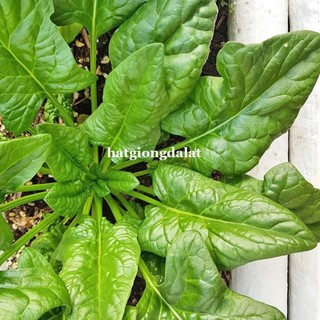 5 Gram  - Hạt Giống Cải Bó Xôi Đà Lạt