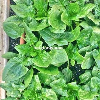 5 Gram  - Hạt Giống Cải Bó Xôi Đà Lạt