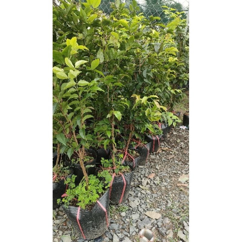 cây Nho Thân Gỗ 12 vụ mới