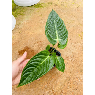 Chậu anthurium veitchii - Anthurium king