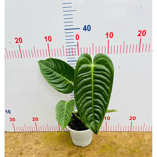 Chậu anthurium veitchii - Anthurium king