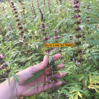 CAO ÍCH MẪU THẢO DƯỢC