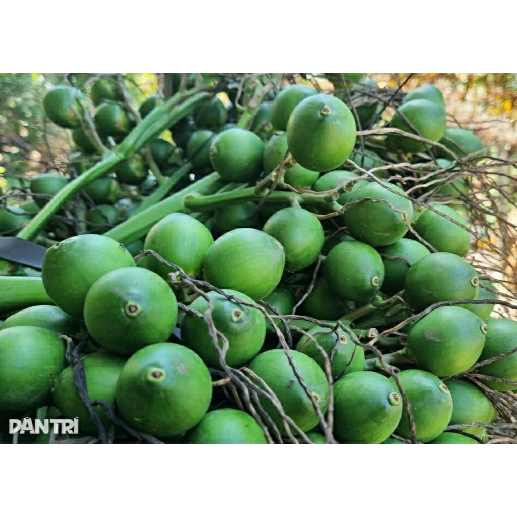 Buồng cau 60 quả - 60 lá trầu/ 100 quả -100 lá trầu