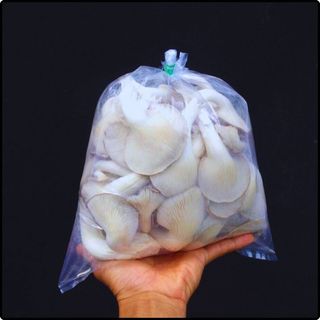 Phôi nấm giống Bào ngư (01 kiện 16 bịch phôi)