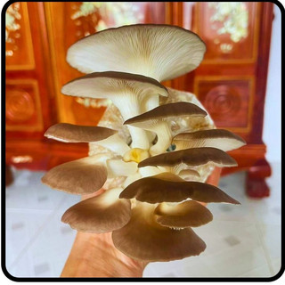 Phôi nấm giống Bào ngư (01 kiện 16 bịch phôi)