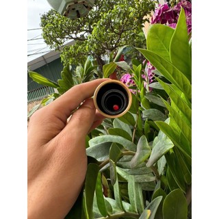 Cần Câu Tay Mỹ Nhân Ngư Hoàng Kim Tông Sư 8H (tặng ngọn phụ zin + nhẫn)