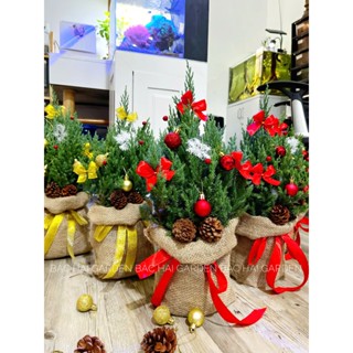   Ship hỏa tốc  Cây Tùng Sơn size 30-40cm trang trí giáng sinh- Noel đẹp kèm túi bố vintage 