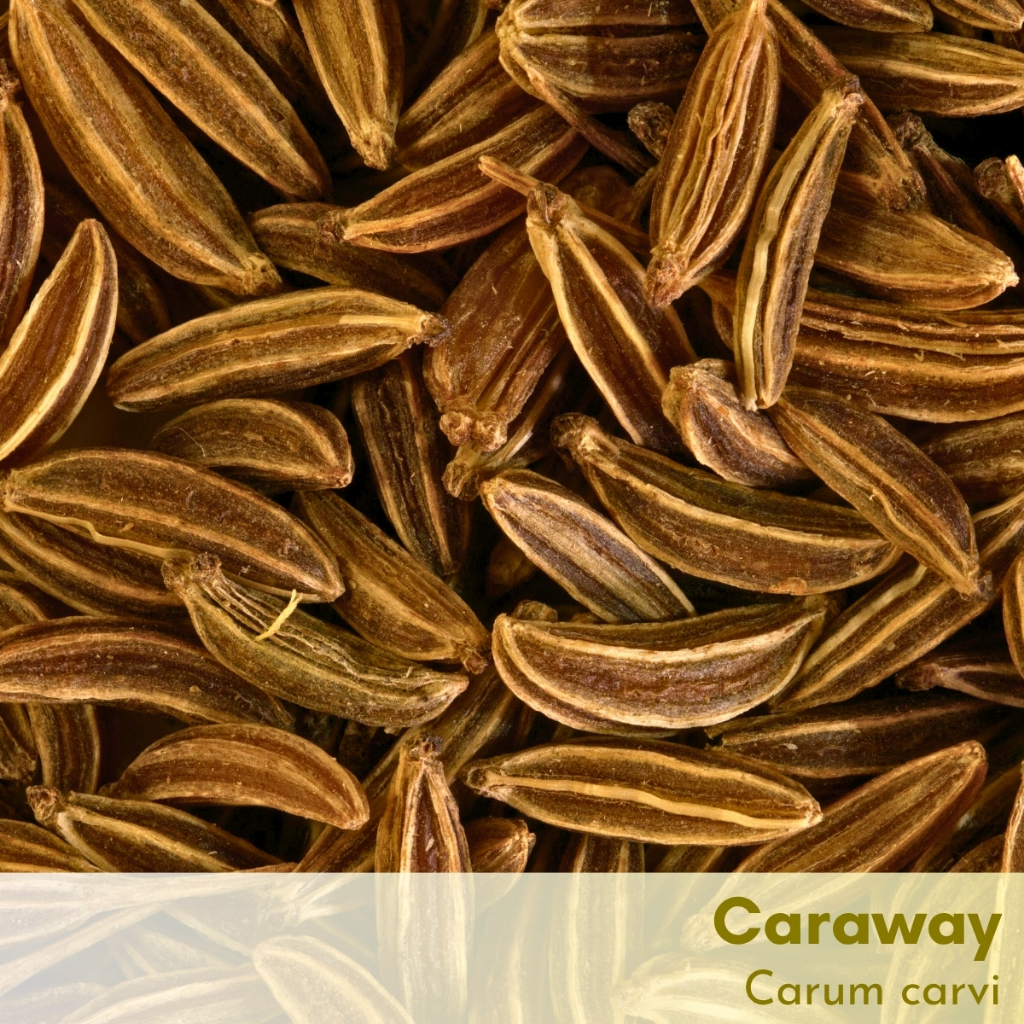 Tinh dầu hạt Thì Là Caraway Seed Essential Oil (Thì Là Ba Tư)