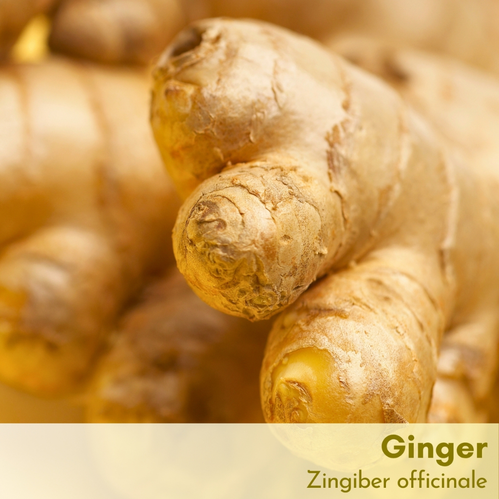Tinh dầu gừng Ginger Essential Oil