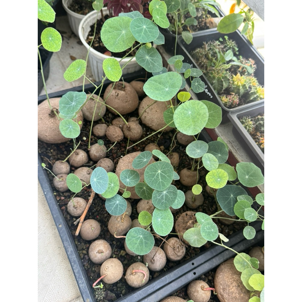 Củ Bình vôi Thái Lan loại 1 ( Stephania Erecta) giao củ ngẫu nhiên có mầm