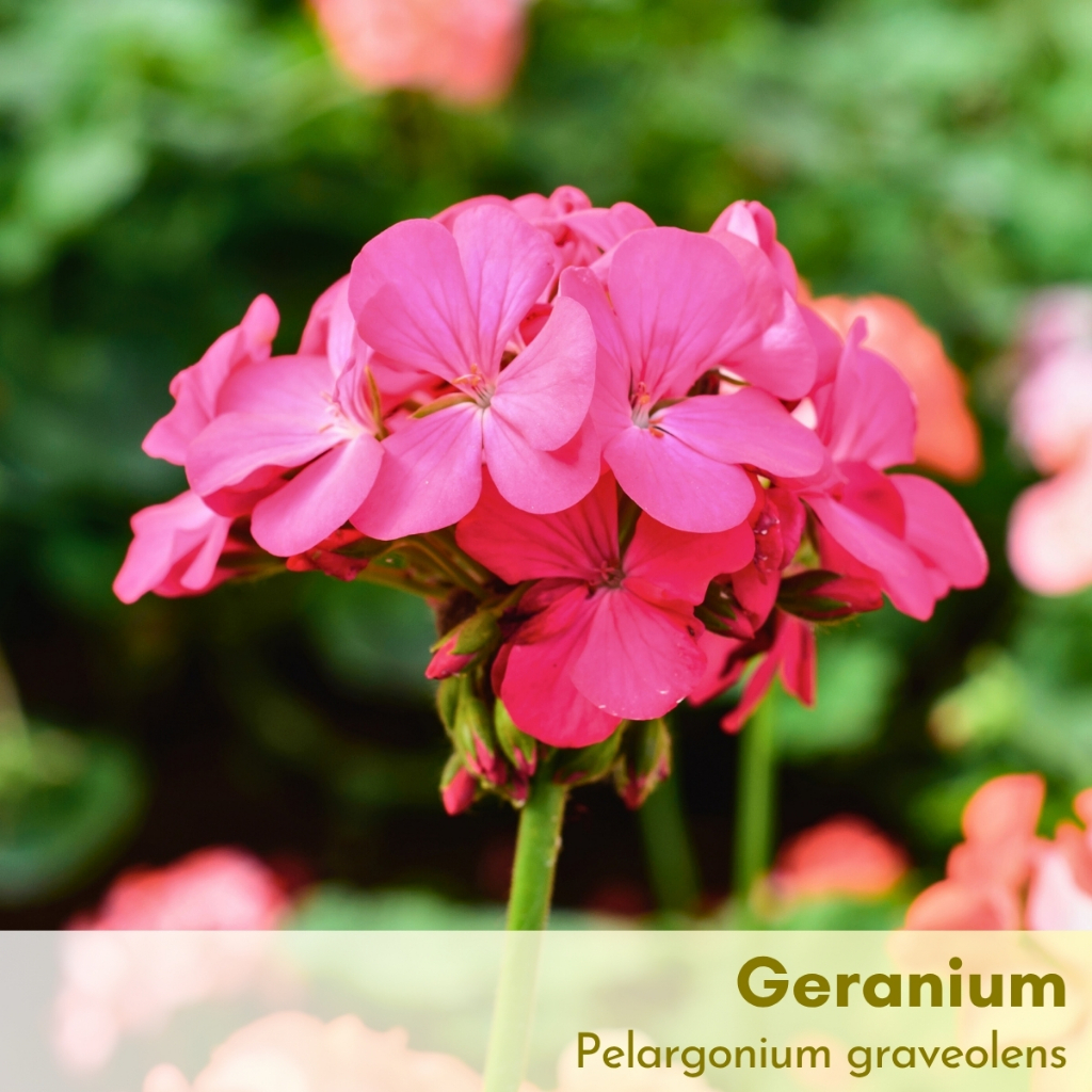 Tinh dầu Phong lữ Geranium Essential Oil