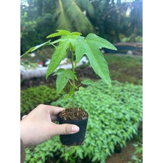 2 cây đu đủ tím cây con tốt